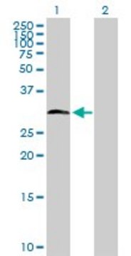 Anti-HDAC7A antibody produced in rabbit