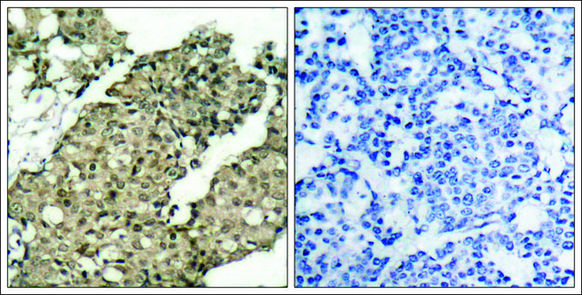 Anti-phospho-G3BP1 (pSer²³²) antibody produced in