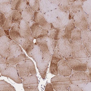 Anti-FNDC5 antibody produced in rabbit