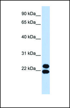Anti-PRRX2, (N-terminal) antibody produced in