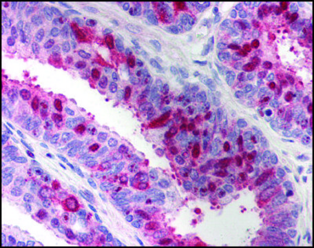 Anti-XAF1 antibody produced in rabbit