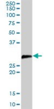 Anti-DCUN1D1 antibody produced in rabbit