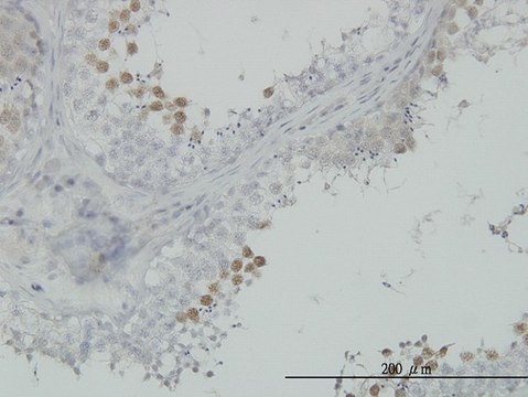 Monoclonal Anti-CDC2 antibody produced in