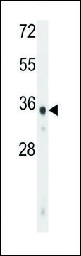 ANTI-WDR5B (N-TERM) antibody produced in