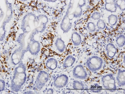 Monoclonal Anti-FLJ44691 antibody produced in