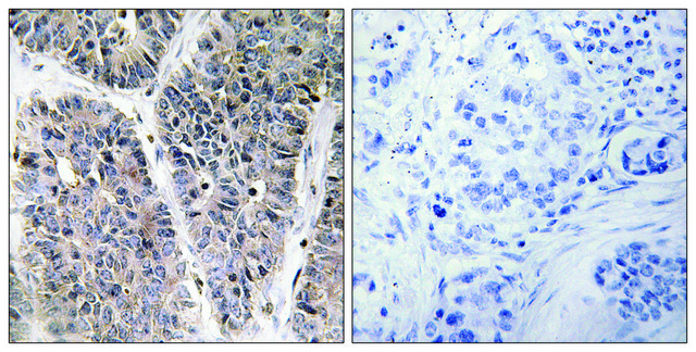 Anti-NBL1 antibody produced in rabbit