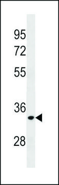 ANTI-ELOVL3 (C-TERM) antibody produced in