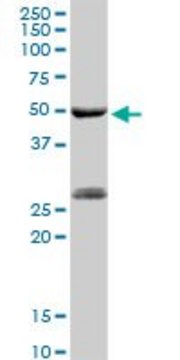 Anti-PGA5 antibody produced in rabbit