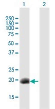 Anti-DPPA3 antibody produced in mouse