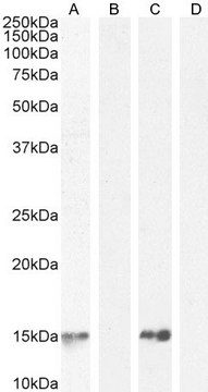Anti-Parvalbumin antibody produced in goat