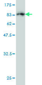 Monoclonal Anti-MPP1 antibody produced in