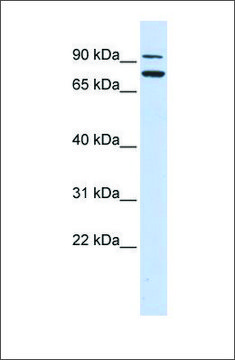 Anti-ZNF440 antibody produced in rabbit