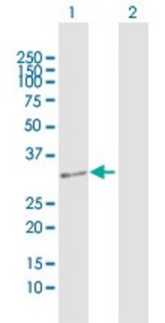 Anti-DUS4L antibody produced in rabbit