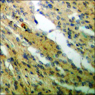 Anti-phospho-Cyclin C (pSer²??) antibody produced