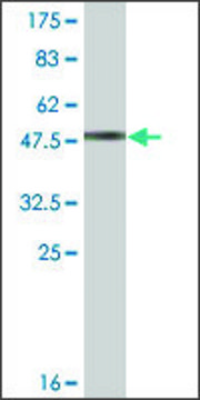 Monoclonal Anti-RGS17 antibody produced in