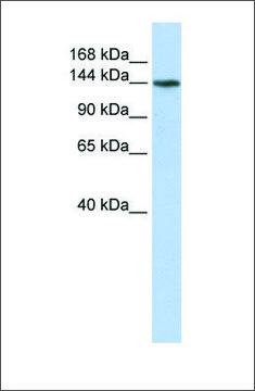 Anti-ATP11B antibody produced in rabbit