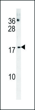 ANTI-CHCHD2 (CENTER) antibody produced in