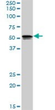 Anti-SH2D4A antibody produced in rabbit