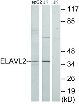 Anti-ELAVL2 antibody produced in rabbit
