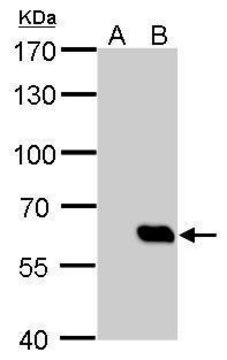 Monoclonal Anti-HA tag antibody produced