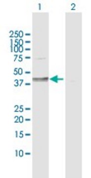 Anti-DHH antibody produced in rabbit