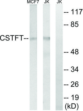 Anti-CSTF2T antibody produced in rabbit