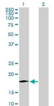 Anti-CCL11 antibody produced in rabbit