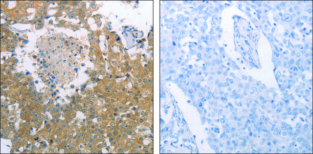 Anti-PGA3 antibody produced in rabbit