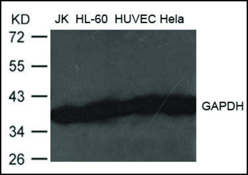 Anti-GAPDH antibody produced in rabbit