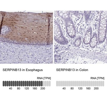 Anti-SERPINB13 antibody produced in rabbit