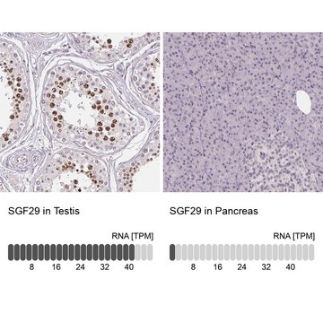 Anti-SGF29 antibody produced in rabbit