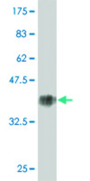 Monoclonal Anti-KRT1 antibody produced in