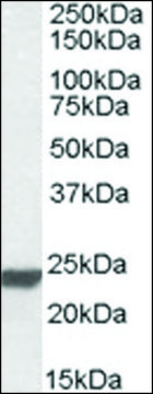 Anti-HMGB3 antibody produced in goat