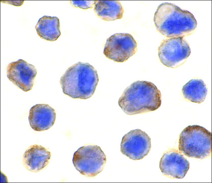 Anti-MADD antibody produced in rabbit