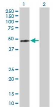 Anti-IFNGR2 antibody produced in rabbit