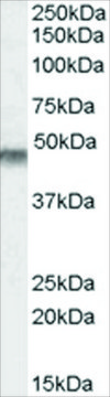 Anti-KCNJ11/KATP antibody produced in goat