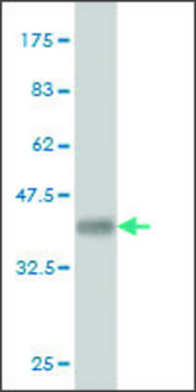 Monoclonal Anti-MYO3A antibody produced in