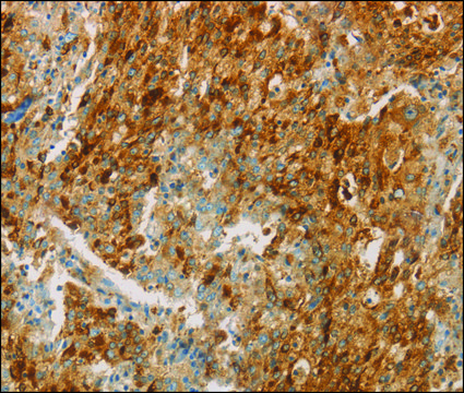 Anti-CEACAM8 antibody produced in rabbit