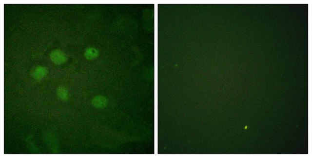 Anti-AOS1 antibody produced in rabbit