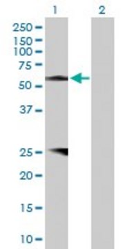 Anti-PROZ antibody produced in rabbit