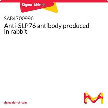 Anti-SLP76 antibody produced in rabbit