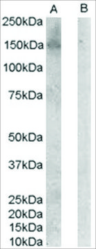 Anti-ERBB3/HER3 antibody produced in goat