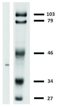 Monoclonal Anti-HLAG antibody produced in