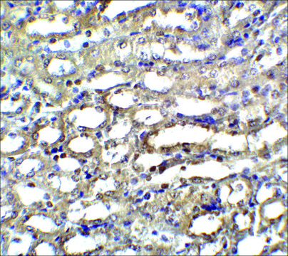 Anti-ICAD antibody produced in rabbit