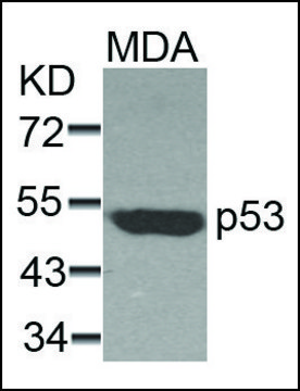 Anti-TP53 (Ab-37) antibody produced in