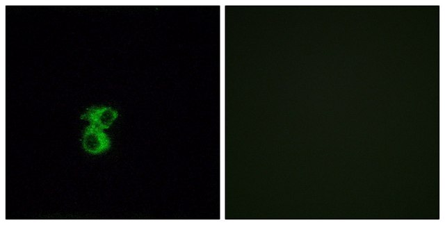 Anti-OR6B2 antibody produced in rabbit
