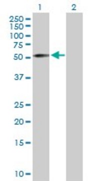 Anti-ZNF136 antibody produced in rabbit