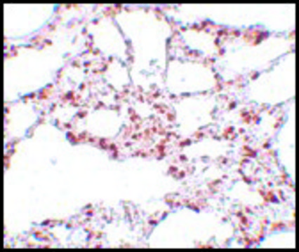 Anti-ZSCAN4 antibody produced in rabbit