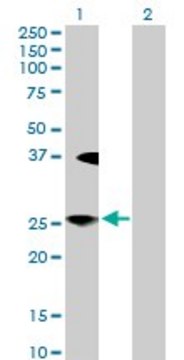 Anti-LFNG antibody produced in rabbit