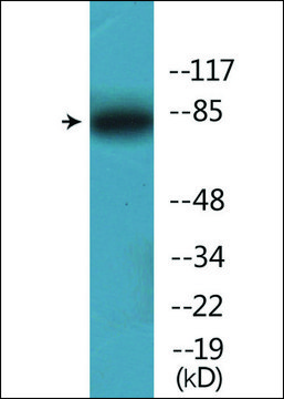 Anti-phospho-Ku80 (pThr?¹?) antibody produced in